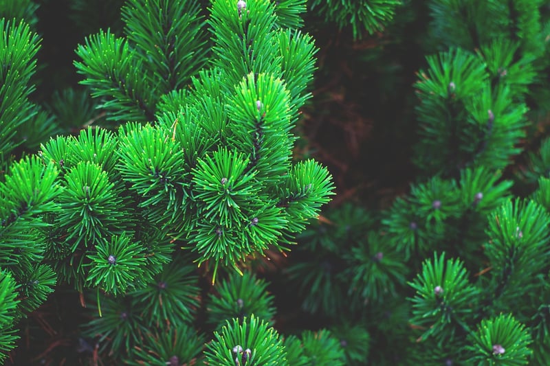 Whispering Pines