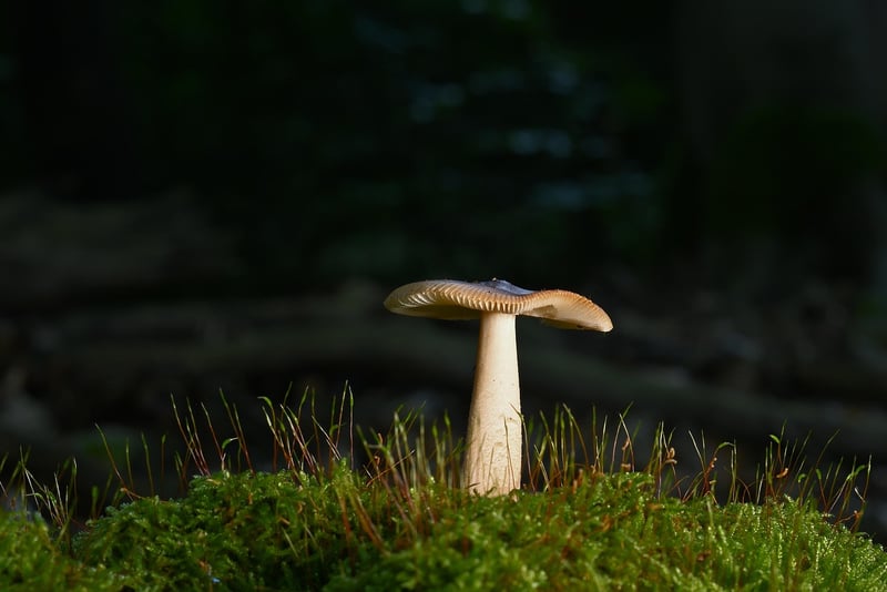 Woodland Paradise