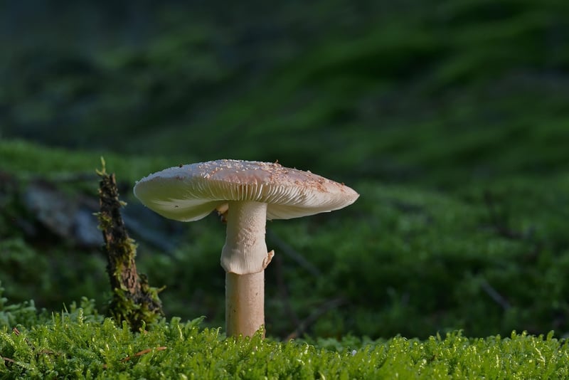 Enchanted Forest Path
