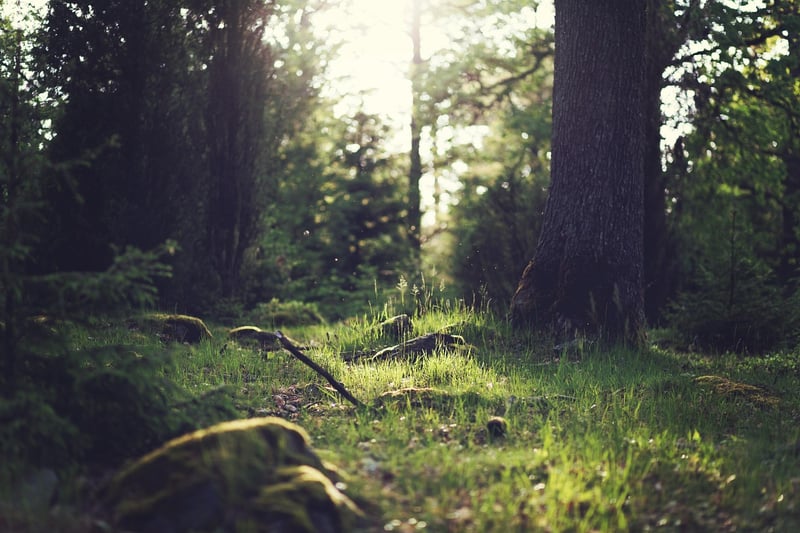 Enchanted Clearings